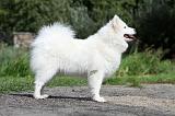 SAMOYEDE 067